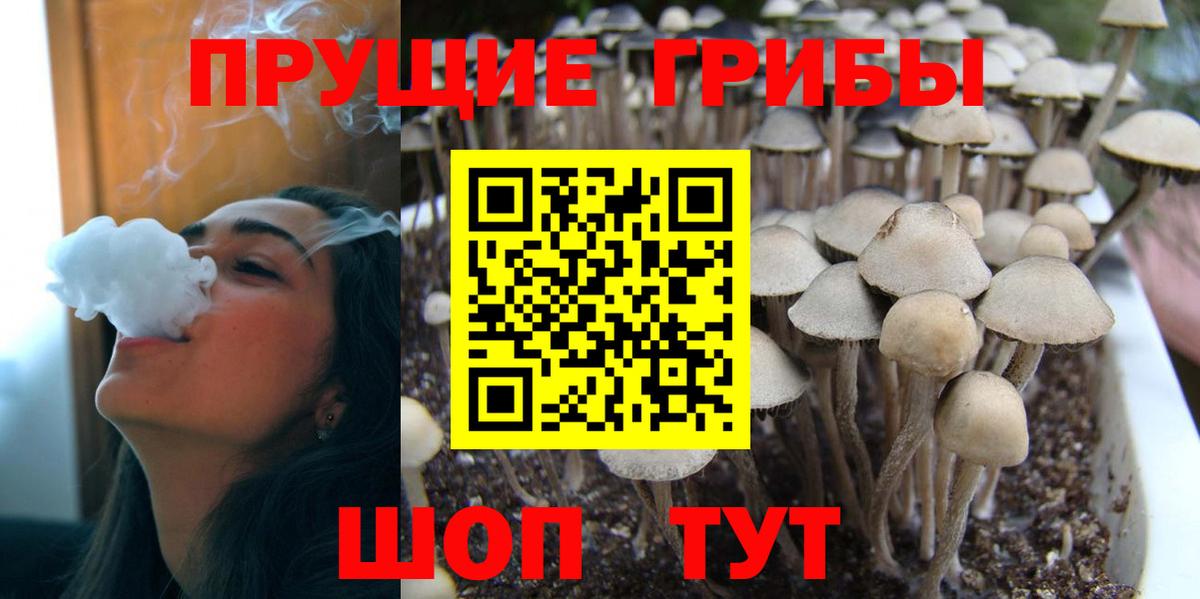 Псилоцибиновые грибы прущие грибы  наркота  Камышлов 